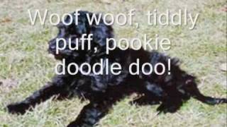 Video thumbnail of "Pookie Doodle puppy"