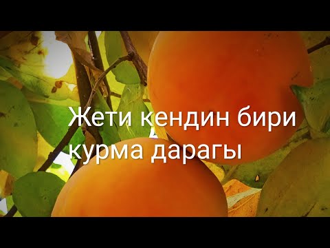 Video: Анжир дарактарын сугаруу - Бакчадагы анжир дарактарын качан сугарыш керек