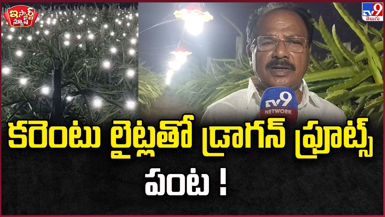 iSmart News : కరెంటు లైట్లతో డ్రాగన్ ఫ్రూట్స్ పంట ! | Dragon fruit Harvest with Electric Lights -TV9