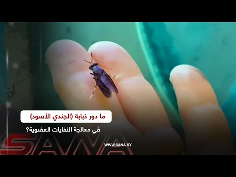 ماهو دور ذبابة الجندي الأسود في معالجة النفايات العضوية