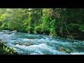 LIVE RIVER AMBIENCE WITH GENTLE WATER FLOW &amp; FOREST SOUNDS, ASMR NATURE SOUNDSCAPE