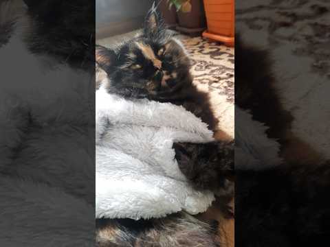 Pampered Masha ماشا المدللة Shortvideo Trending Fyp Funny Shorts Short Cute Youtubeshorts Cat Love