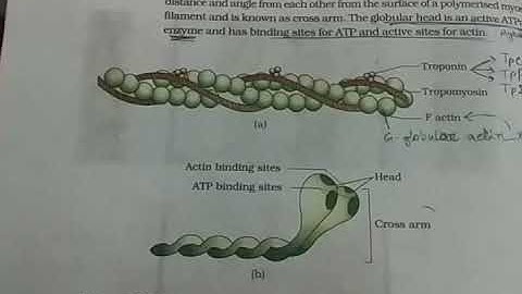 Locomotion & Movement Part-2