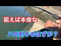 狙えば本命なハゼ釣りのはずが？衣浦湾
