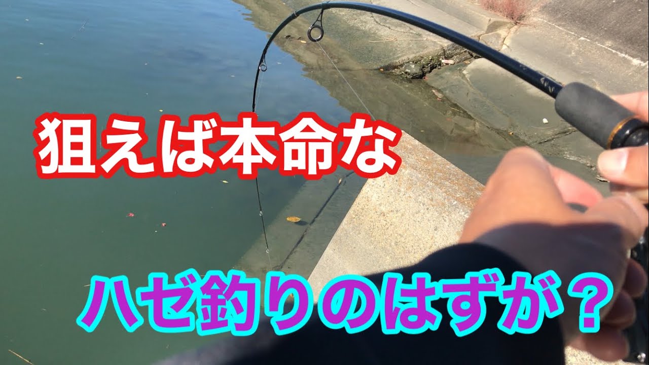 狙えば本命なハゼ釣りのはずが？衣浦湾
