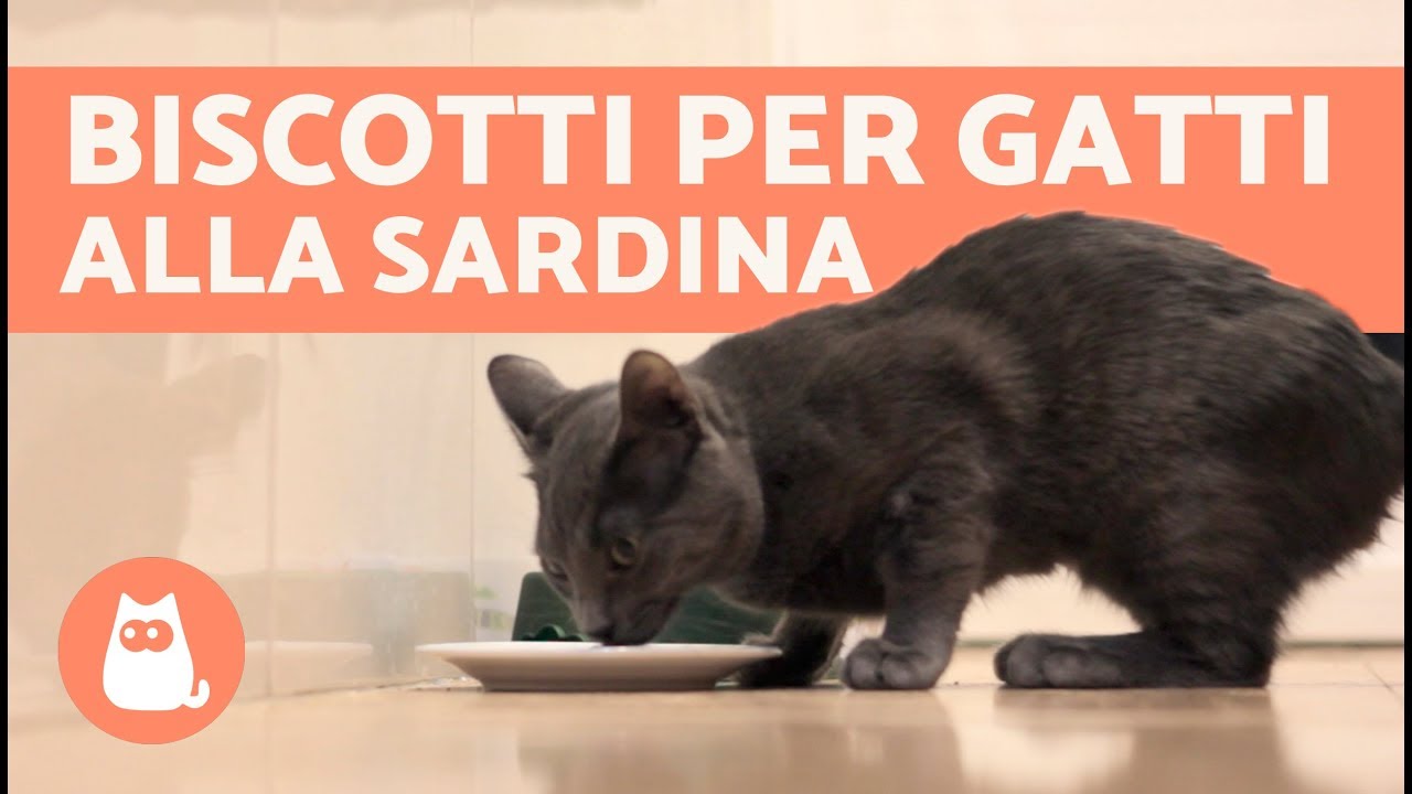 Biscotti Per Gatti Fatti In Casa Ricette Per Gatti Alla Sardina Youtube