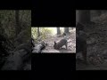 Bobcat attacking a Rattlesnake