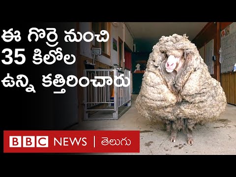 Sheep Haircut: ఈ గొర్రె ఒకేసారి 35 కిలోల ఉన్ని ఇచ్చింది | BBC Telugu