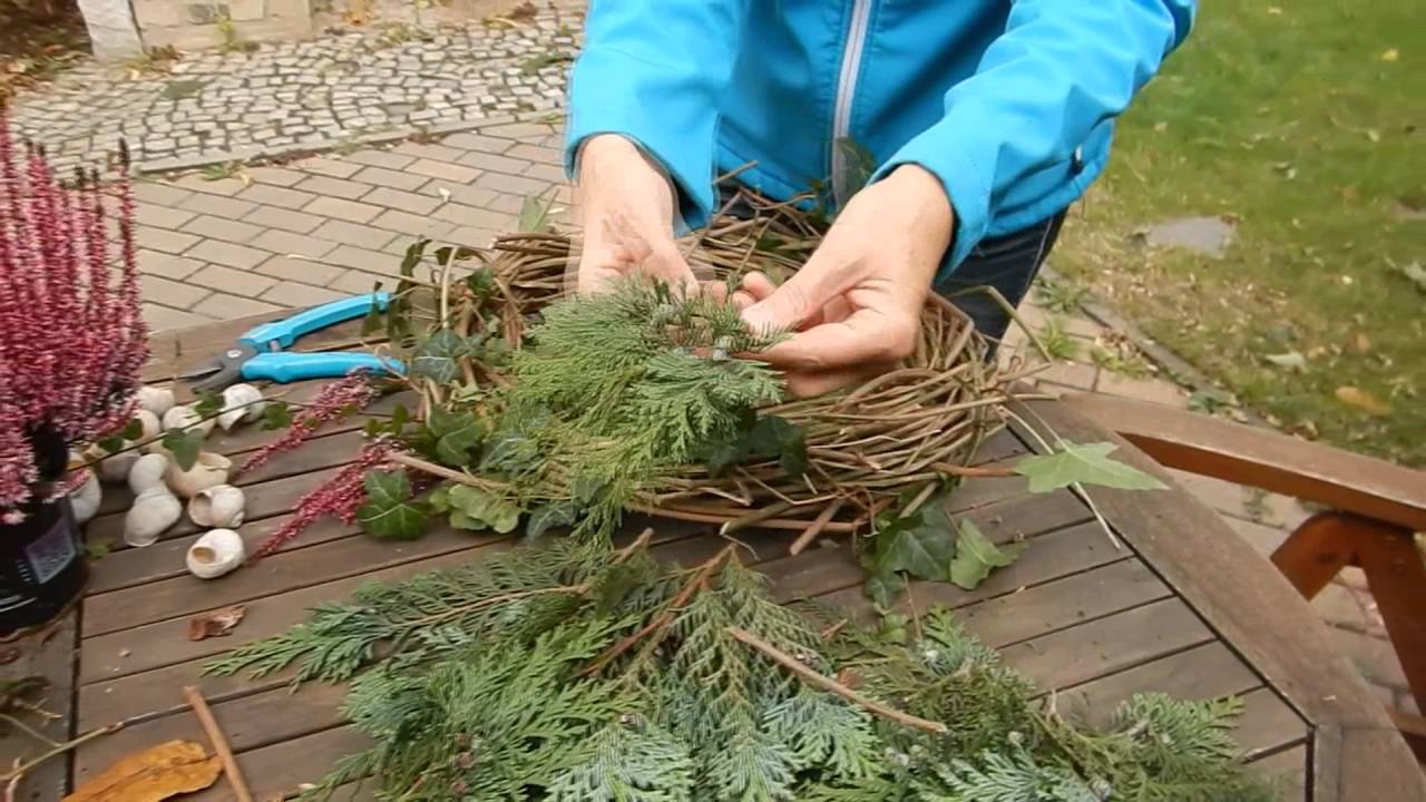 glückskastanie blätter wellig Glückskastanie (Pachira aquatica) kaufen main image 1