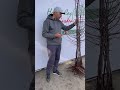 Слива Джойо (Jojo) #садівництво #слива #farming