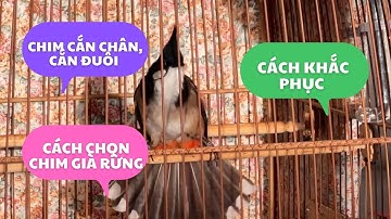 Nguyên nhân và cách khắc phục chim bị cắn chân, cắn đuôi và cách nhận biết chim già rừng !