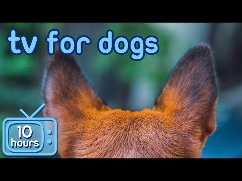 ვიდეო: შეგიძლიათ აჩვენოთ ძაღლები 4 საათში?