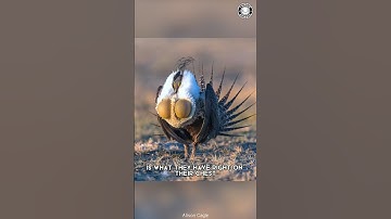 Greater Sage-Grouse ❤️ Inflatable Love Tactics!