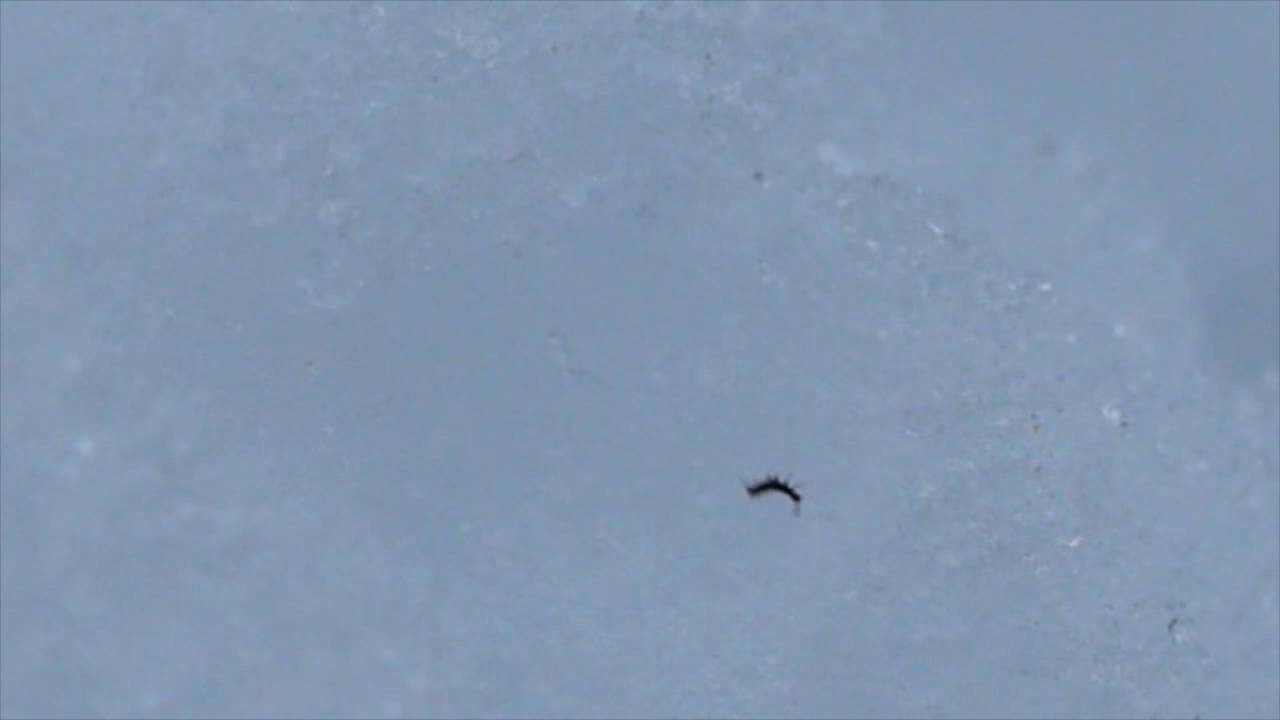 Snow Flea Jump YouTube