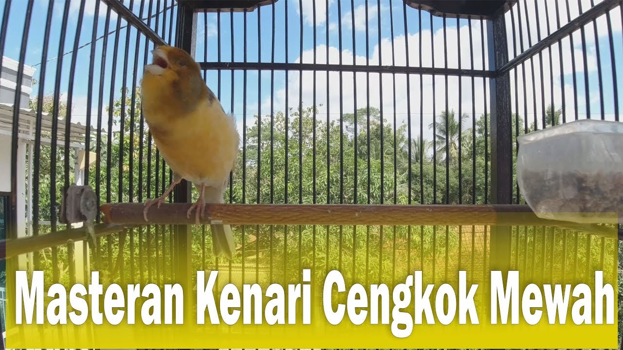 Pancingan Kenari Gacor Untuk Kenari Macet Bunyi Youtube