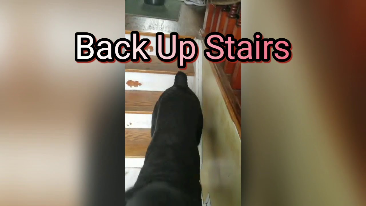 gozer-expert-trick-dog-youtube