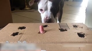 It's Like Whac A Mole For Dogs!