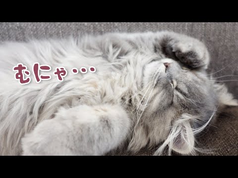 【スコティッシュフォールド】グレー長毛種はこんな感じです【ブルータビーの子猫】