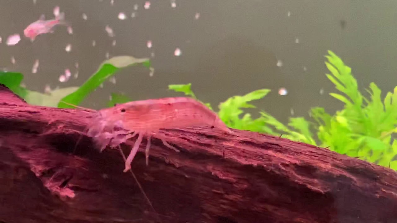 Bamboo shrimp, shrimp feeding, community tank YouTube