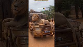 Lion Climbs on Safari Car Roof #shorts