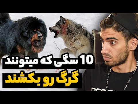 تصویری: چه وزغ هایی می توانند سگ ها را بکشند؟