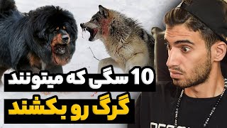 10 سگی که میتونند گرگ رو بکشند