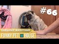 СМЕШНЫЕ ЖИВОТНЫЕ И ПИТОМЦЫ #66 ИЮНЬ 2019 [Funny Pet House] Смешные животные