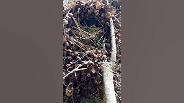 #shorts крапивник птенцы Troglodytes как выглядит птенцы крапивник?