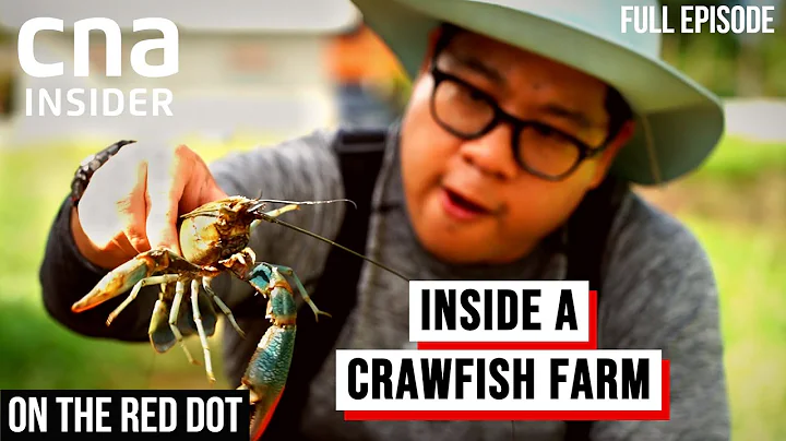 Hi-Tech Crawfish Farm: How I Grow The Best Crawfish | On The Red Dot | Full Episode - DayDayNews