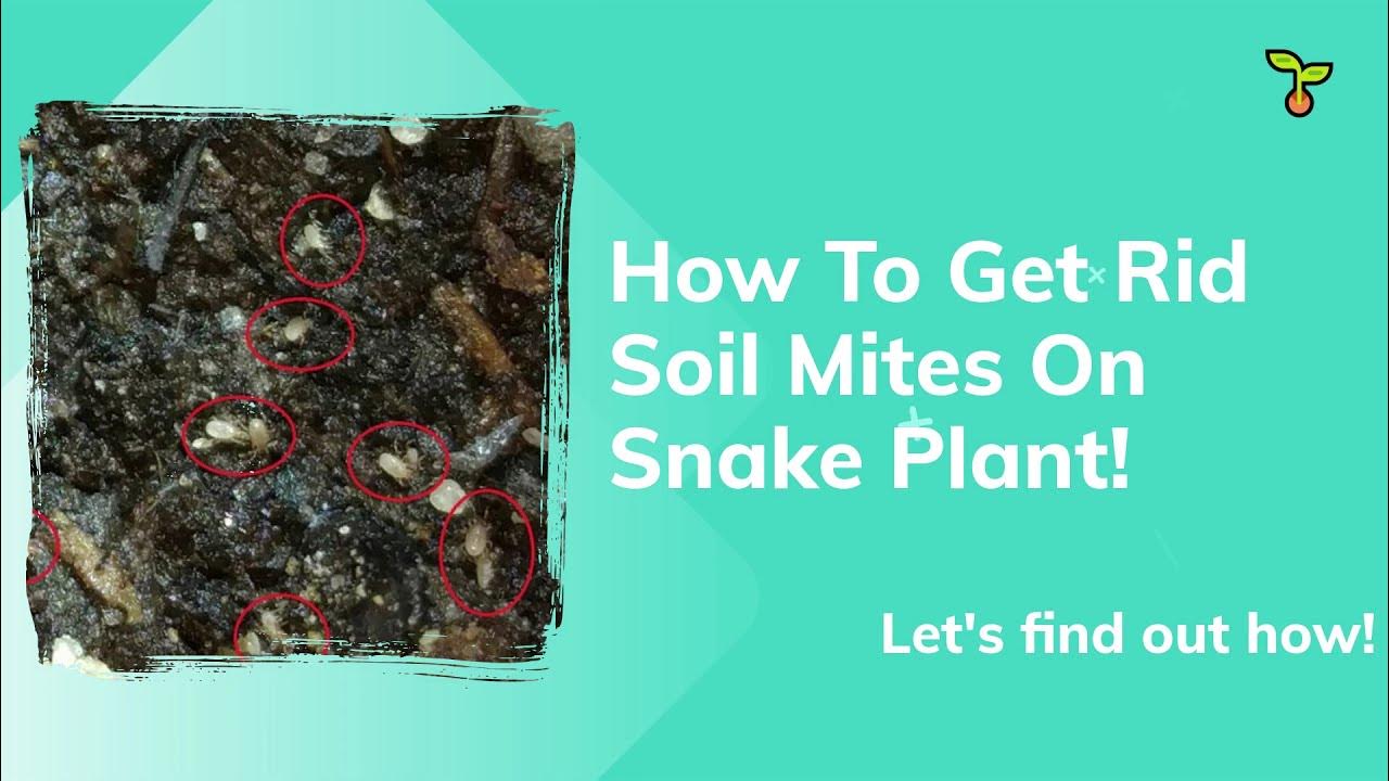 How To Get Rid Soil Mites, Superb Guide And Tips To Take Care Of It