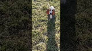 Basset puppy training is catching on!