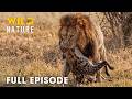 Predator vs Predator | The Brutal Ecosystem of Africa's Deadliest Plains | Nature Animal documentary