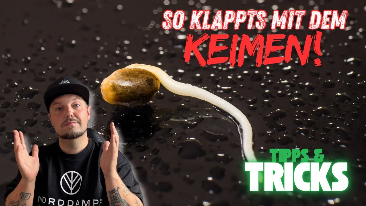Cannabis Samen keimen lassen – erklärt 🌱 | Anzucht, Licht, Dünger & Tipps (CanG 2024)
