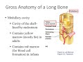 Anatomy of the Long Bone Quiz