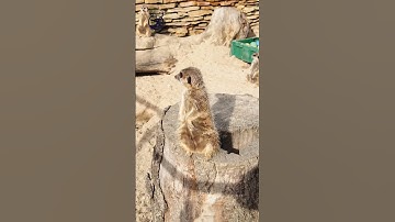 How The Tiny Mongoose Surives In A World Of Large Predators |  Wildlife Adventure #shorts
