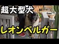 超大型犬のレオンベルガー