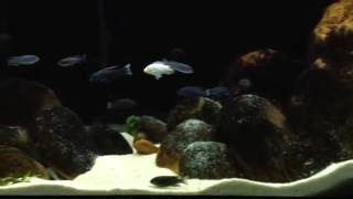 How to Prepare River Rocks For Use