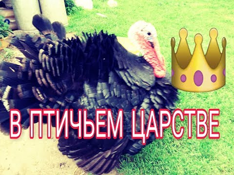 Важный индюк,красавец петух,курица