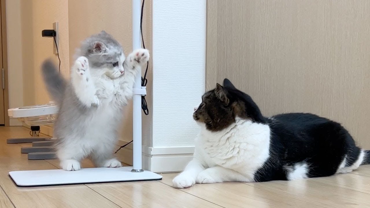 This is what happened when a new kitten and an older cat met for