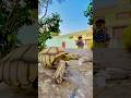Aya Or Gya Funny 😁 #shorts #ytshorts #trending #viral #pets #viralshorts #petlover #cute