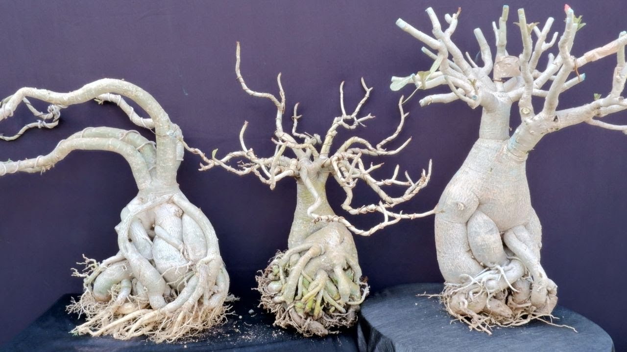 Adenium Top 3 ways to Grow Big Caudex YouTube