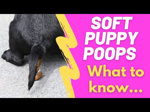 How Often Do Puppies Need To Use Bathroom?