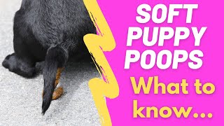 Soft Puppy Poop (How long does it stay runny and soft?) by Geoff Boileau 19,058 views 2 years ago 4 minutes, 44 seconds