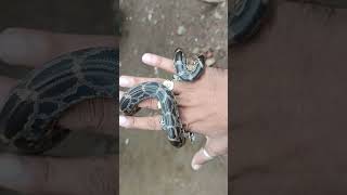 Baby rock python