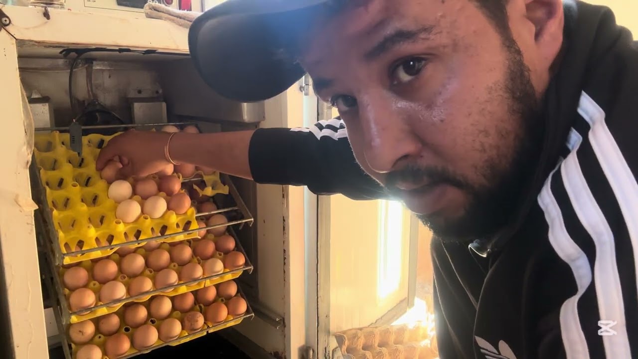 هكذا أضمن تفقيس كل البيض 🐣التحضير الصحيح ✅