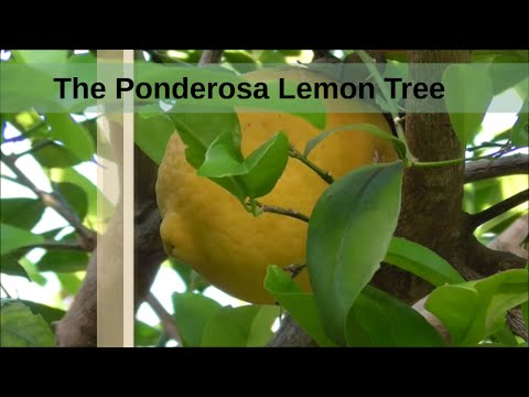Βίντεο: Ponderosa Lemon Tree Care - Πληροφορίες για το Dwarf Ponderosa Lemon Trees