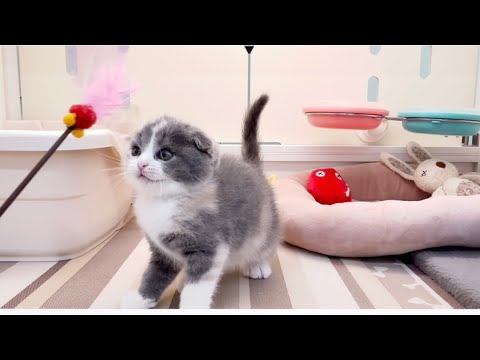 スコティッシュフォールド 子猫 綺麗な折れ耳ちゃん - YouTube