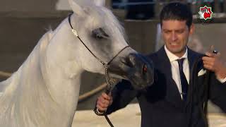 231 CHELLEASON SILK ROAD _ AL DHAFRAH ARABIAN HORSE CHAMPIONSHIP 18 - 21 January  2024