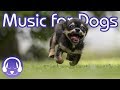 NEW! Music For Dogs: 15 Hours of Relaxing Classical Music for Your Pooch!