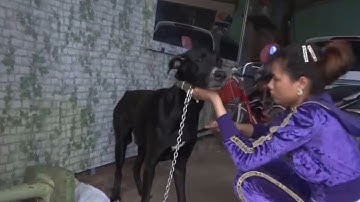 Remove many ticks from My neighbor